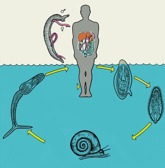 Diagram of the life cycle of the schistosome. 