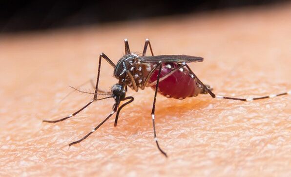 The mosquito is the carrier of protozoan parasites and malaria. 