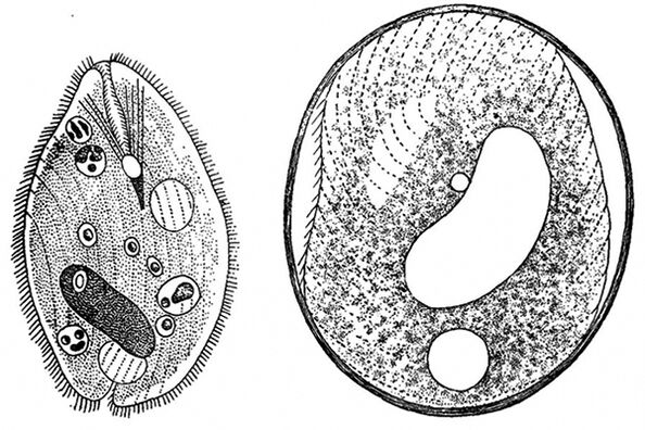 balantidia protozoan parasites