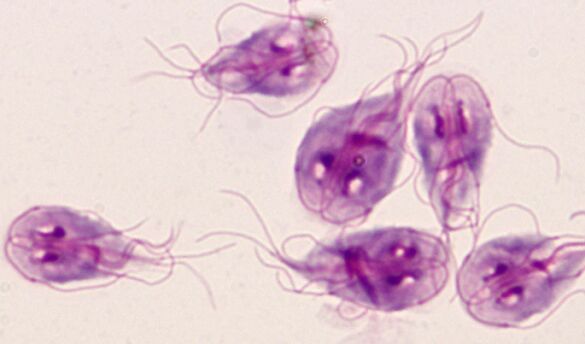 paraziti tip protozoan)