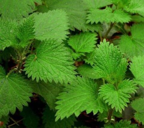 Nettle of parasites in the human body. 