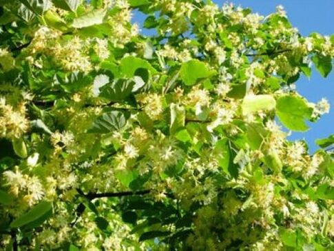 linden flowers from parasites on the body
