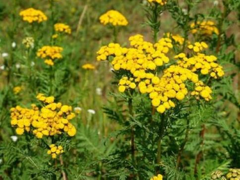 tansy parasites in the human body