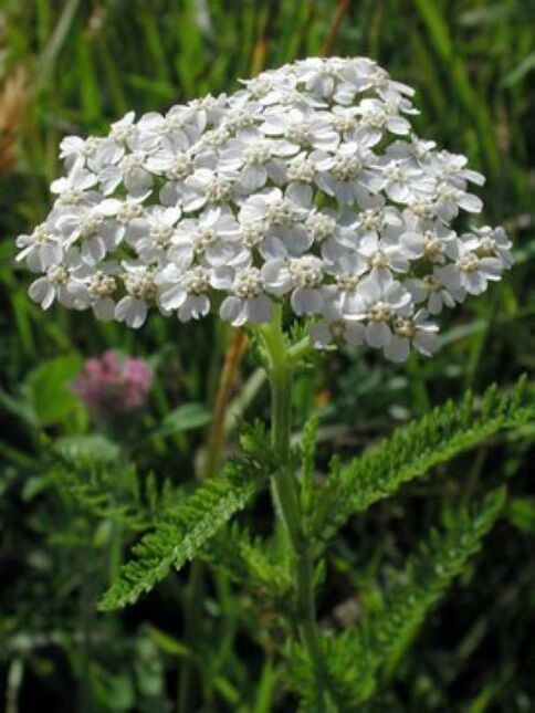 yarrow from parasites on the body