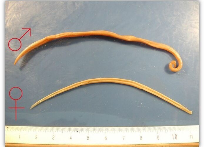 The size of roundworms worms that affect the respiratory tract of adults. 