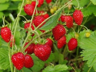 The berries of the strawberry